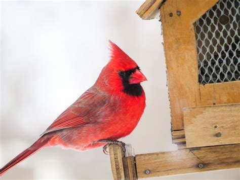 Intro to Backyard Bird Feeding & Project FeederWatch, Greenwich Audubon ...