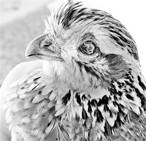 Quail Predators 的图像结果