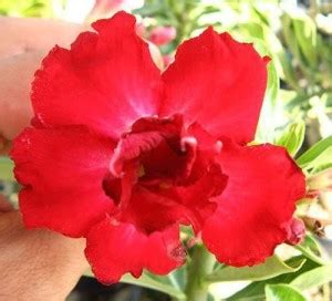 WILLVINE XLR-418 Adenium Obesum Desert Roses Double-Red-Petite Seed ...