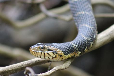 Southern Watersnake - Florida Snake ID Guide