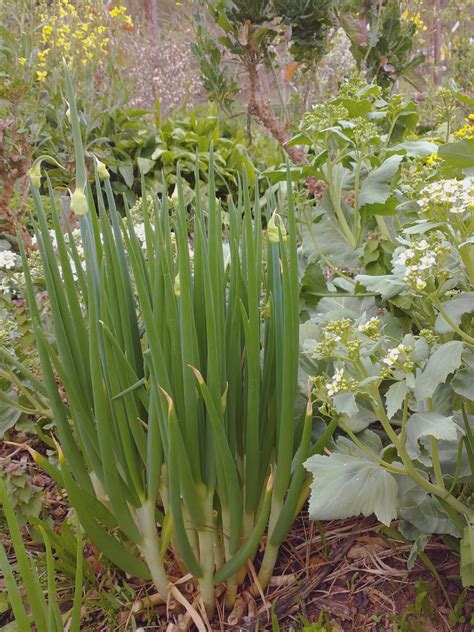 Egyptian Walking Onion (Allium cepa proliferum) Tree Onion