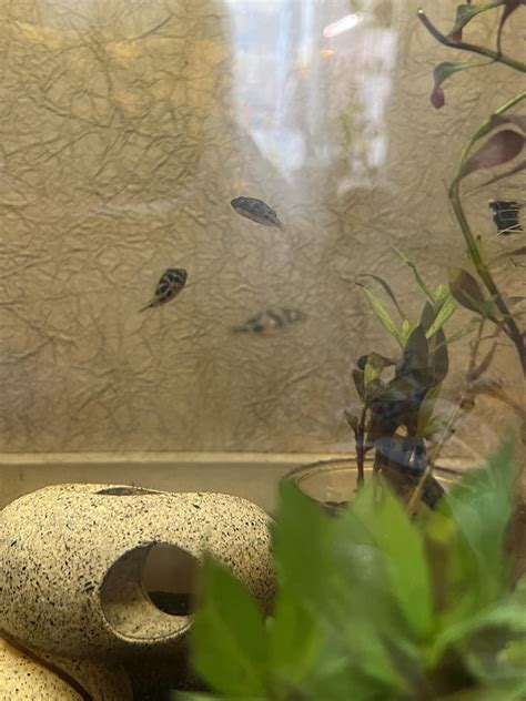 Can other kinds of puffers (i.e. figure eight) live with peas? : r ...