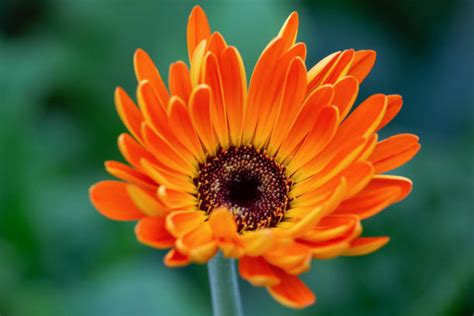 Image result for Flower Side View