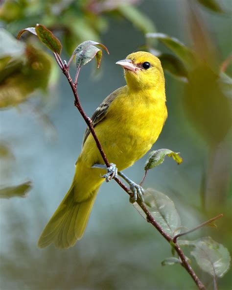 Orchard Oriole Female Bird on Tree Branch