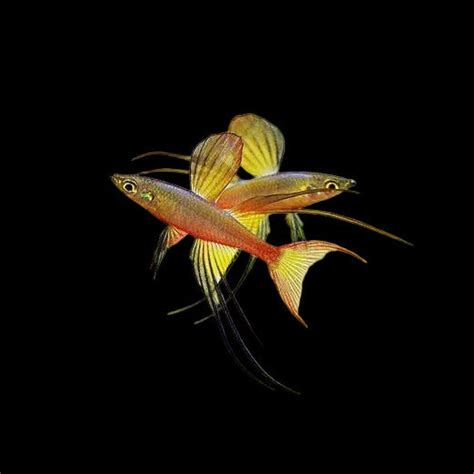 New Arrivals – Best4Pets