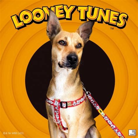 That Dog In Tuxedo Bugs Bunny Harness