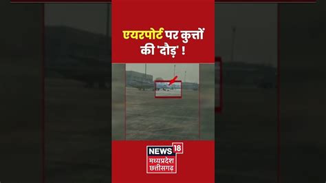 एयरपोर्ट पर कुत्तों की 'दौड़' ! । Dogs 'race' at airport! । #shorts ...