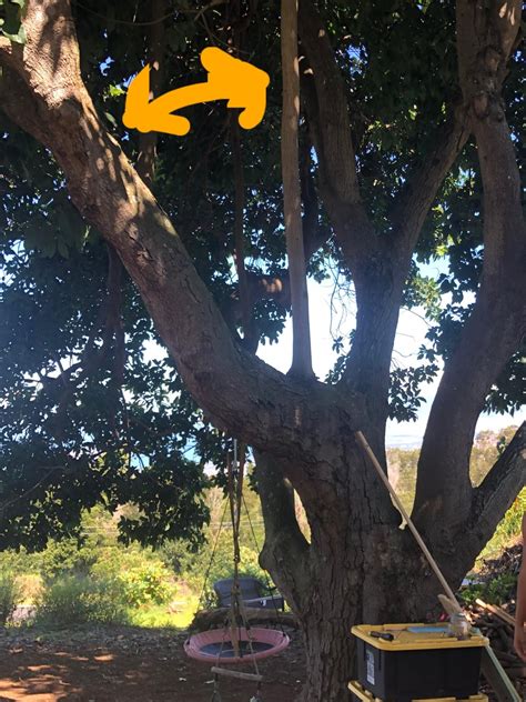 Image result for Avocado Tree Pruning