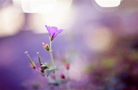 Flowers Purple Bokeh Wallpaper 6,663 Yellow Purple Bokeh Stock Photos,