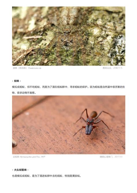 科学网—看图说话：善于吃蜘蛛的蜘蛛 - 李世春的博文