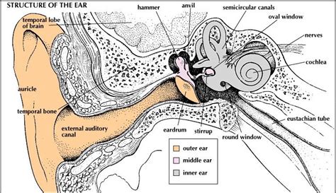 Peripheral Auditory System 的图像结果