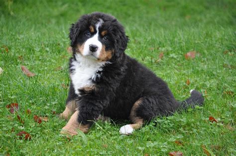 Bernese Mountain Dog: The Gentle Giant of the Swiss Alps - All Big Dog ...