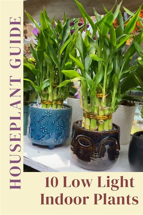 10 Best Low Light Indoor Plants (Easy Care & Low Maintenance) | Indoor ...