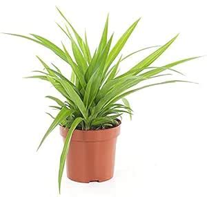 Greenwise Spider Plant (Green) Live Plant | Exotic Rare Plants : Amazon ...