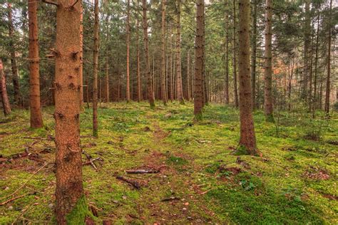 Image result for Forest Background