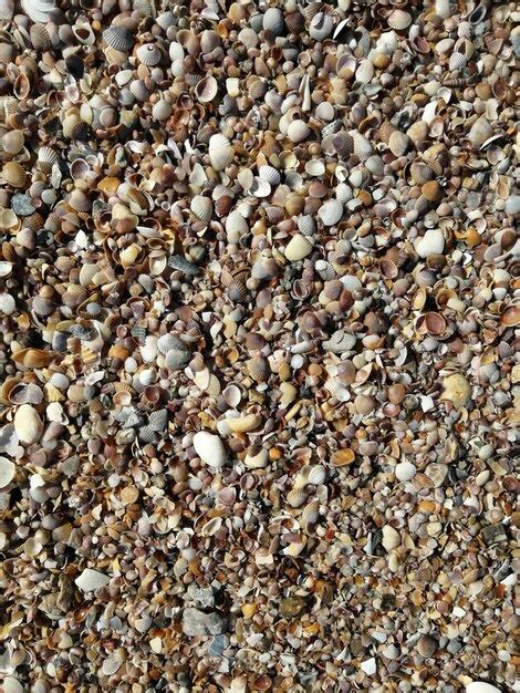 Image result for Small Shells