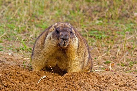 Groundhogs, How To Get Rid Of Groundhogs - VA Wildlife Removal