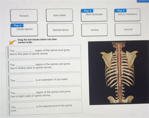Solved: Play Play 》 thoracic dura mater filum terminale conus ...