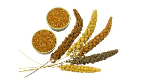 About Us - Earthpoorna