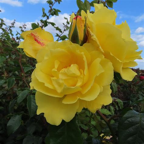 Lancelot - 5.5lt Potted Climbing Garden Rose - Fragrant, Golden Yellow ...