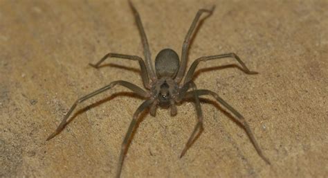 How to Identify A Brown Recluse Spider Infestation - Four Seasons