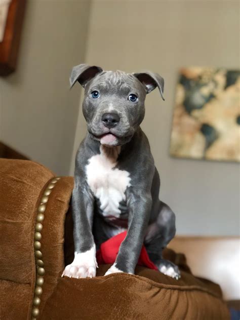 Are Pit Bull Terrier Hypoallergenic