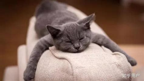 梦见猫 - 做梦梦到猫是什么意思 - 吉名屋