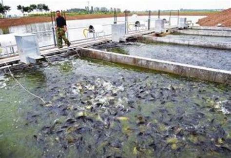 工厂化高密度循环水养殖系统低成本工厂化循环水养殖高密度室内养鱼养虾设备