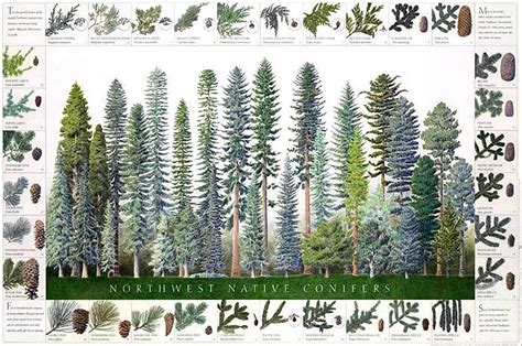 Northwest Native Conifers Poster and Identification India | Ubuy