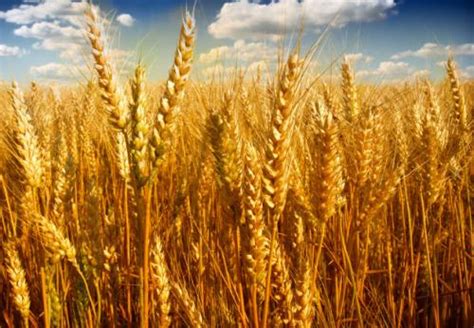 未来十年，我国小麦市场供需形势如何？_产量