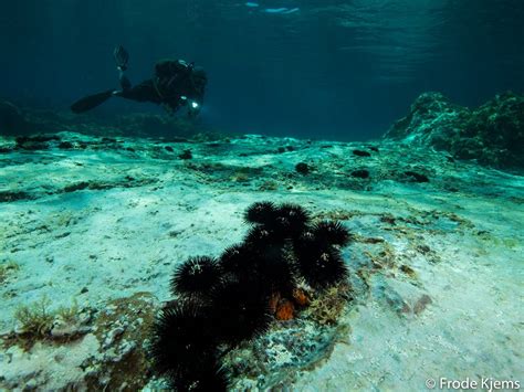 MARINA DIVING CENTER (2026) All You Need to Know BEFORE You Go (with ...