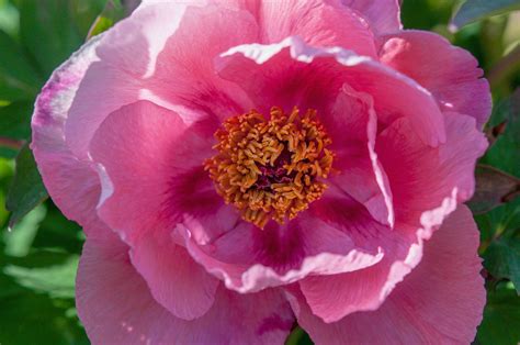 Tree Peony: Care and Growing Guide