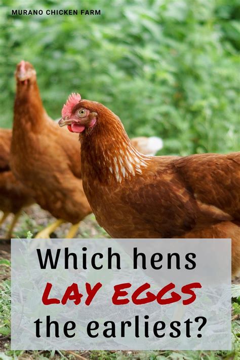 Which hens lay eggs the earliest? - Murano Chicken Farm