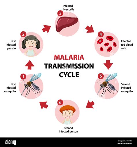 Plasmodium Vivax Life Cycle Animation