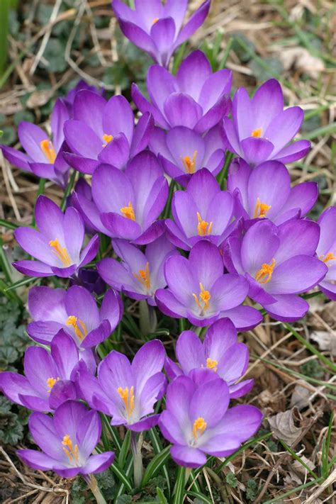 Purple Spring Flowers