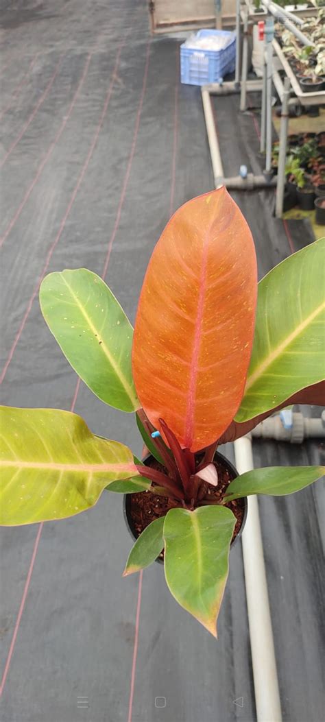 Orange Splendor Philodendron plant – ASHIYANA STORE