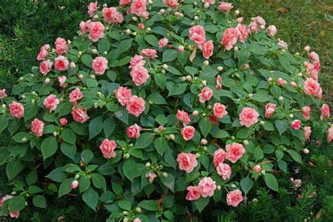Impatiens walleriana cv. (double)