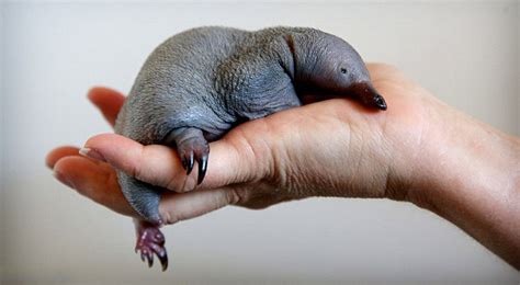 After 30 years, Sydney Zoo gets its first puggles (baby echidnas)