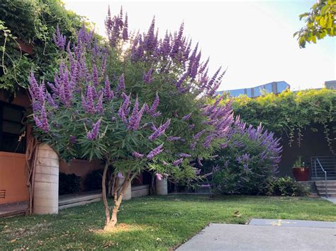 How Fast Do Vitex Trees Grow? A Simple Growth Rate Guide