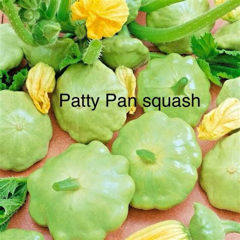 Best Organic Patty Pan Squash $4 Seeds for sale in Regina, Saskatchewan ...