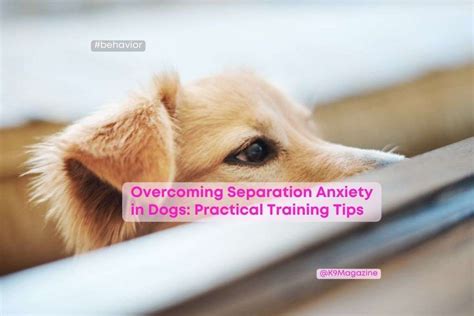 Image result for How to Help Dogs with Separation Anxiety