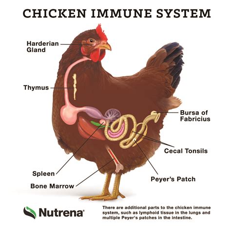 Image result for Chicken Digestive System