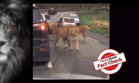 Viral video of a lion pride walking through cars has nothing to do with ...