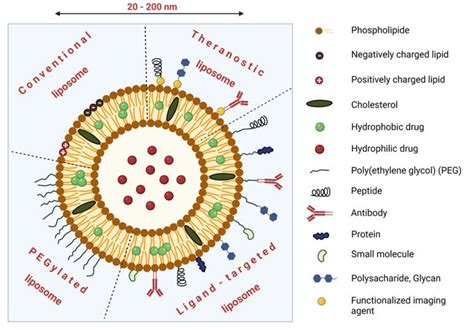 Targeted Drug Delivery and Theranostic Strategies in Malignant Lymphomas