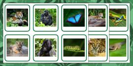 Animals and Their Young Matching Picture Cards - Twinkl