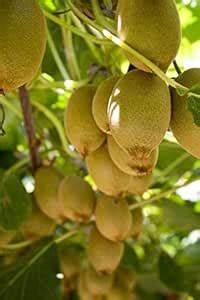 Mphmi Plants Kiwi live grafted nursery Plant hybrid Fruits Kivi live ...