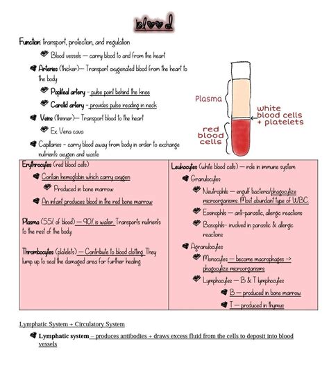 Hesi A2 Anatomy And Physiology 2025