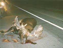 NEWS - MDOT secures federal grant for wildlife crossing hotspots