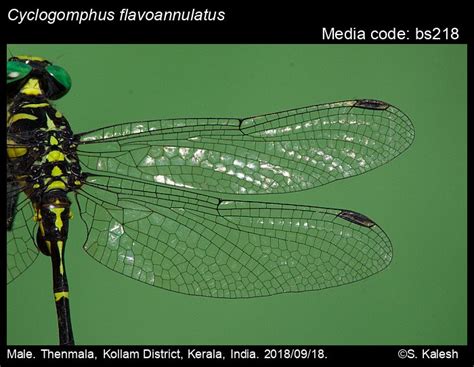 Cyclogomphus flavoannulatus Rangnekar, Dharwadkar, Sadasivan ...