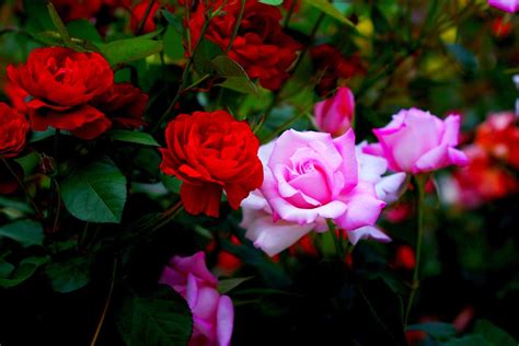 Red Rose Garden Wallpapers - Wallpaper Cave